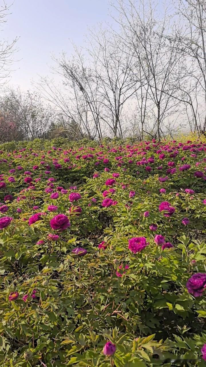 西安周末赏花去哪里?清明节难得有三天长假，去哪里好呢？
高速堵成粥，热门景点人挤