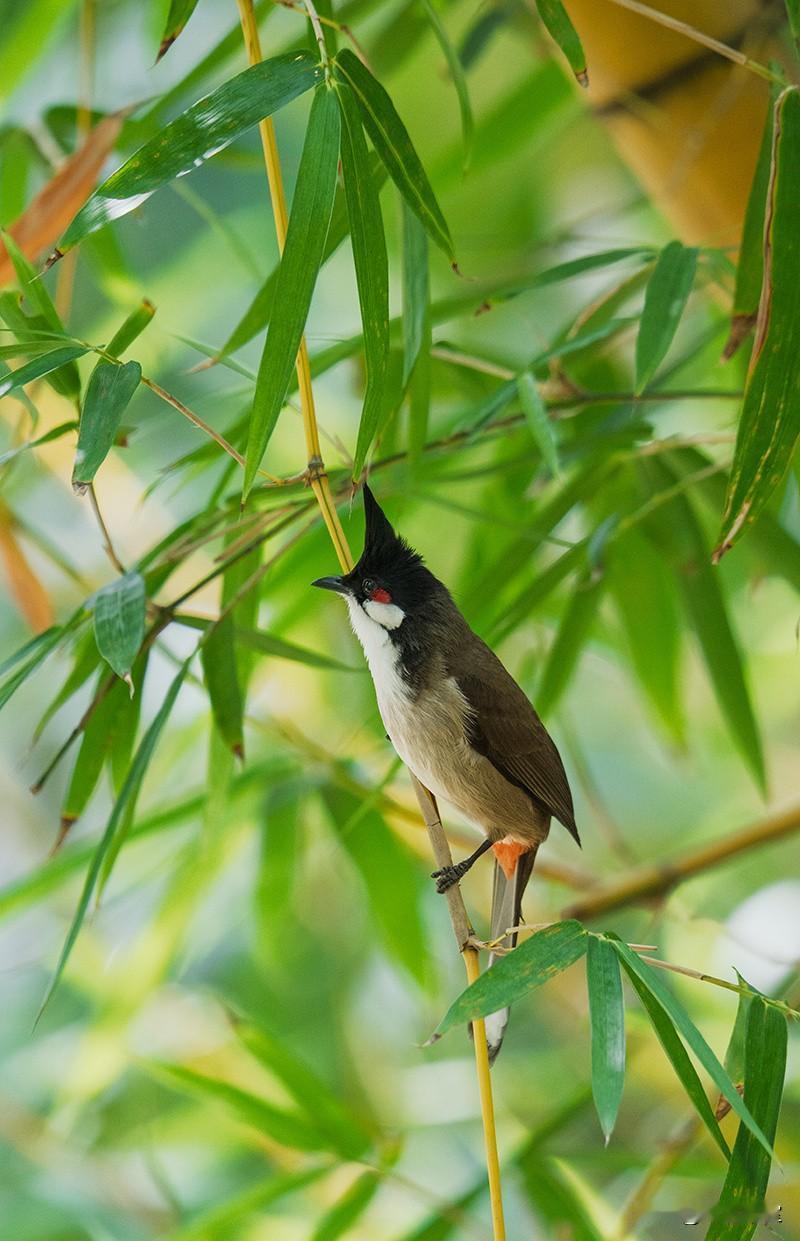 竹林深处的春日精灵：我镜头里的红耳鹎！
 
春日的清晨，当第一缕阳光穿透竹林的缝