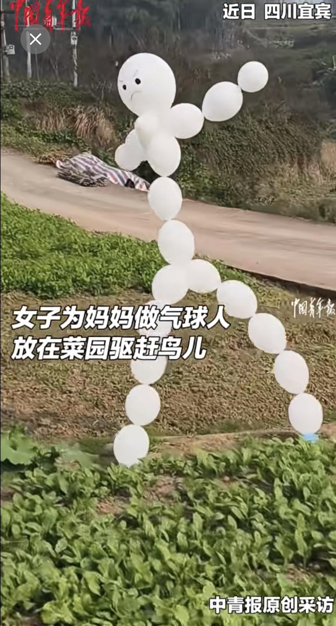 女子为妈妈做气球人放在菜园驱赶鸟儿，气球人随风舞动，十分魔性。