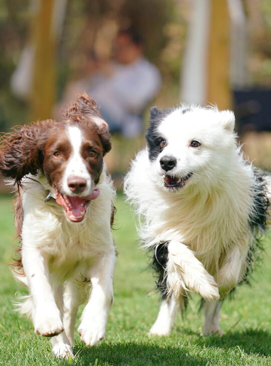 养中型犬的魅力        🤎🤍🖤