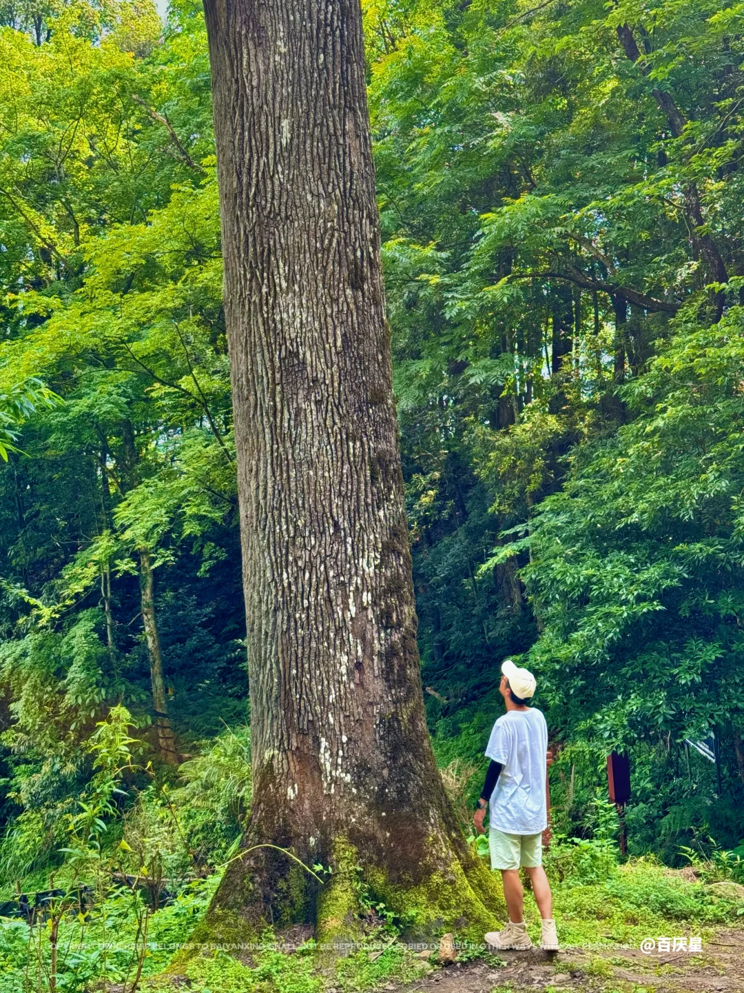 在广西📍我找到了童话里绝美的绿光森林🌳