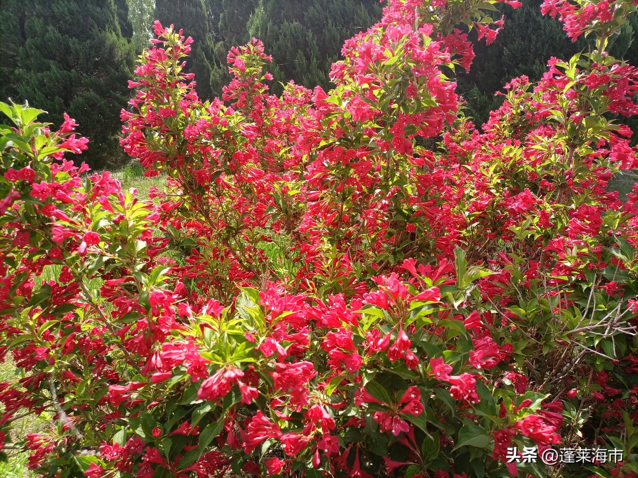 这段时间印度高温，让我想起了葛优在电影《不见不散》中国的高论。当下，印度政府真应