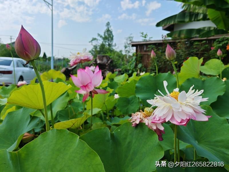 上联:风摇翠竹干重影
下联:雨打荷叶万滴珠