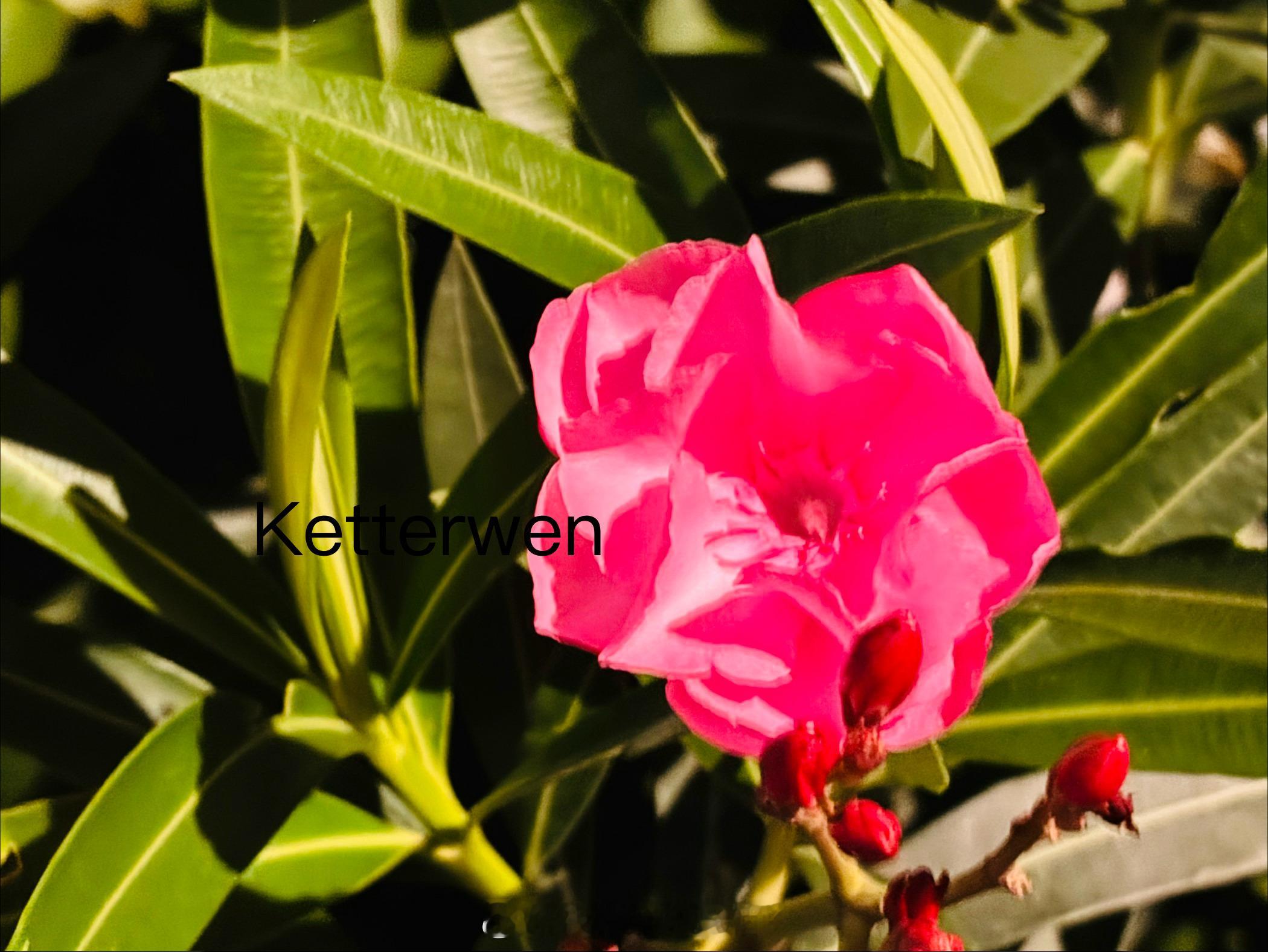 你就像花朵一样娇艳欲滴🌸  专栏 · ketterwenの騎行紀錄