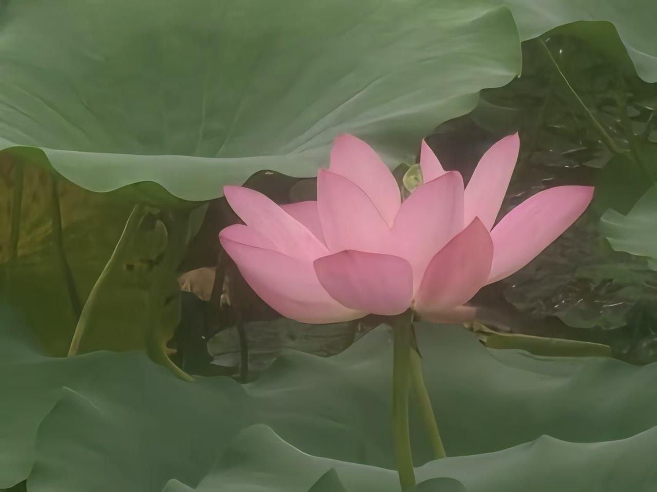 好漂亮