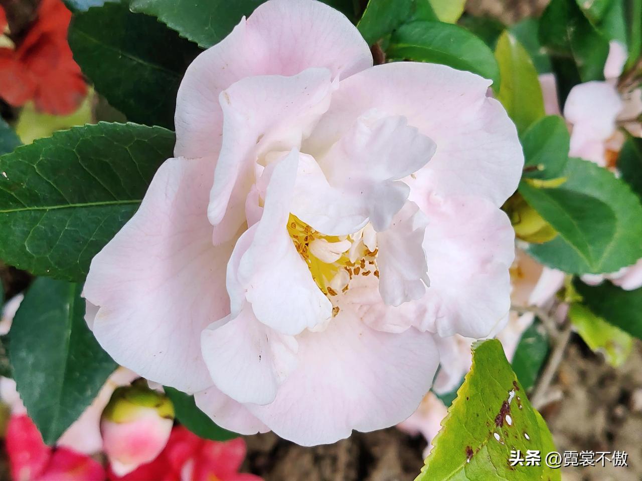 粉色山茶花，虽然不是很鲜艳不夺目，却也是自带美颜，惹人喜爱。