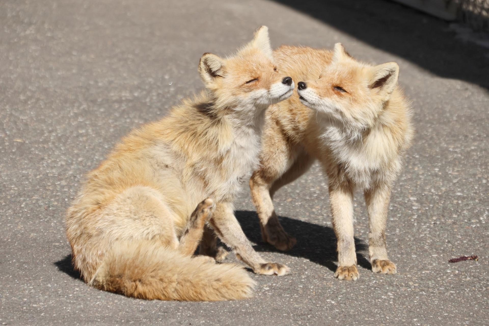 狐狸[超话] 两个妹子么么阿福和鹌鹑©️chengren21 ​​​