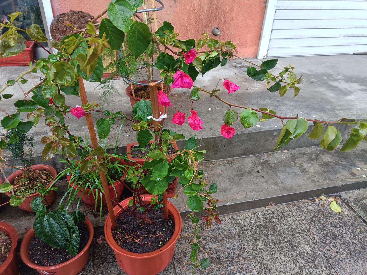 分享一张拍的花