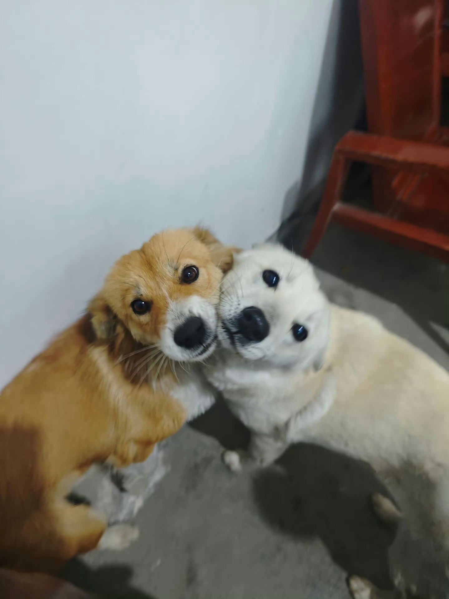 狗子：我们在一起了