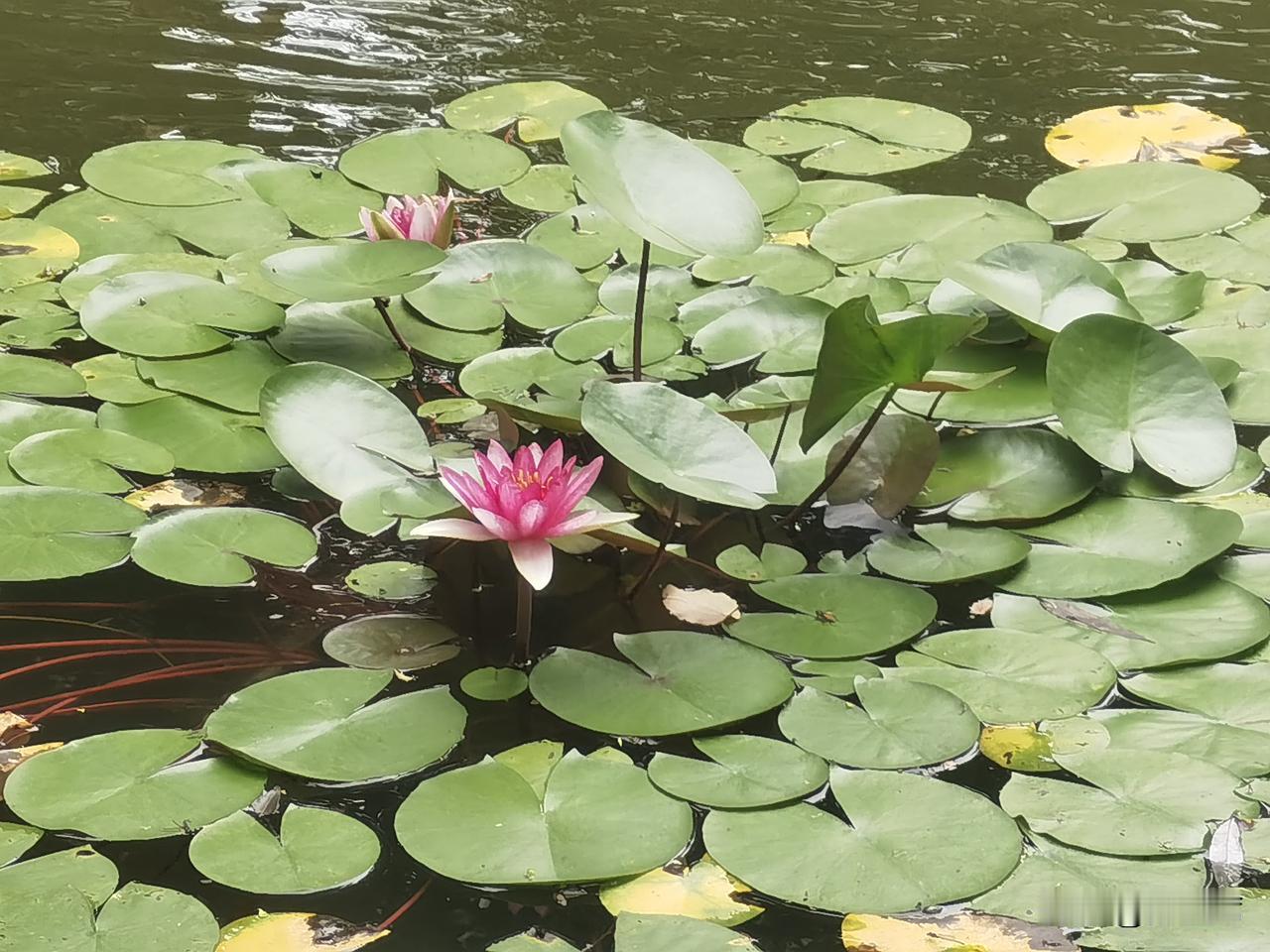 夏日生活打卡季夏日池中之莲不午休：