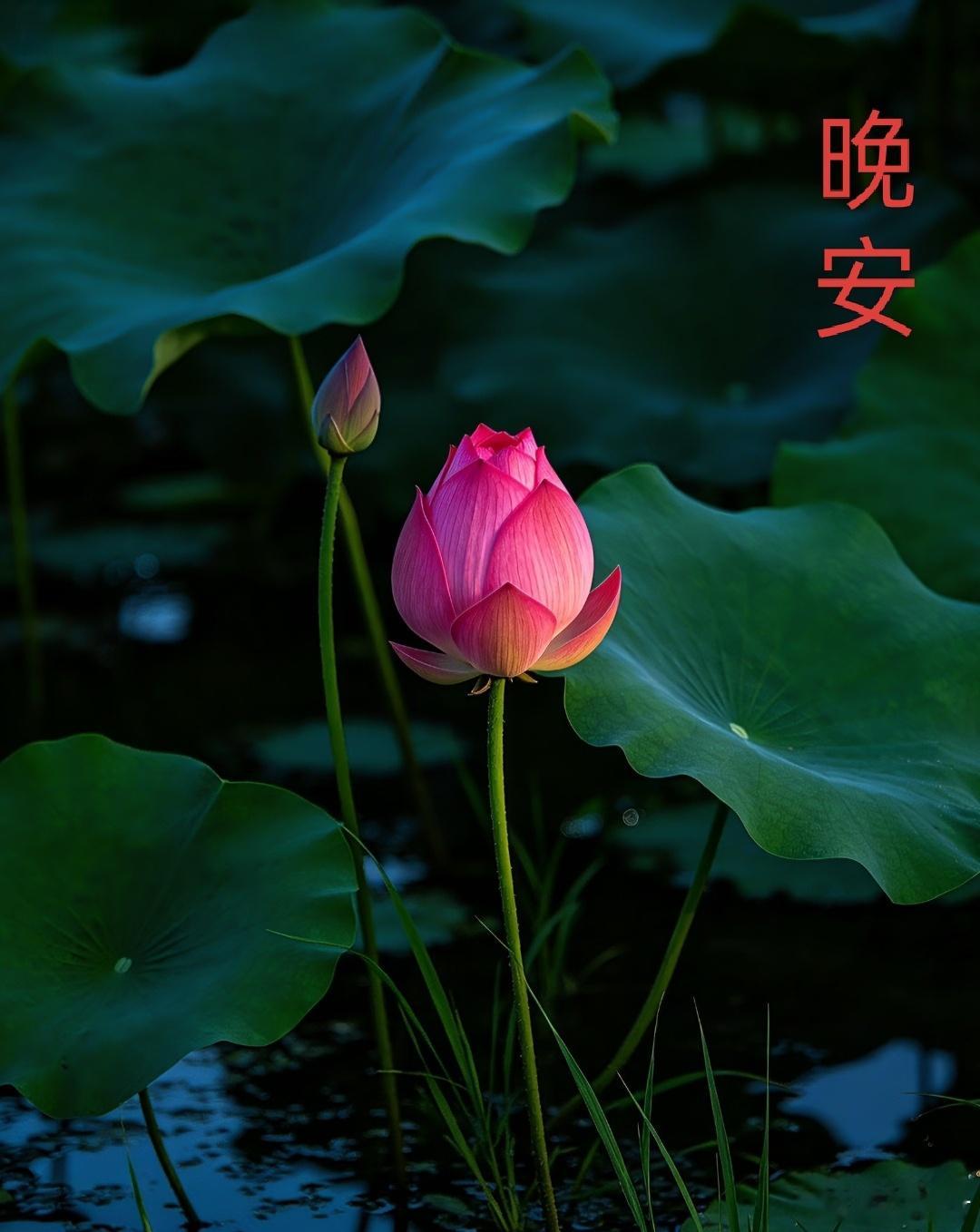 晚安 晚安 