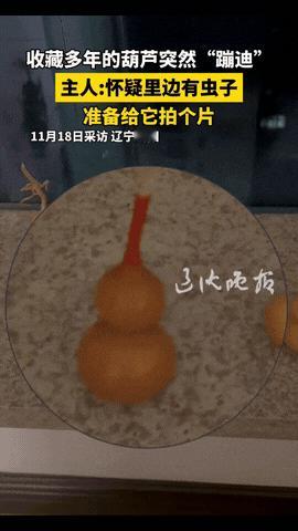 “解释不清了！”辽宁沈阳，一男子珍藏了几个文玩葫芦，之前都放在柜子里，一天他心血