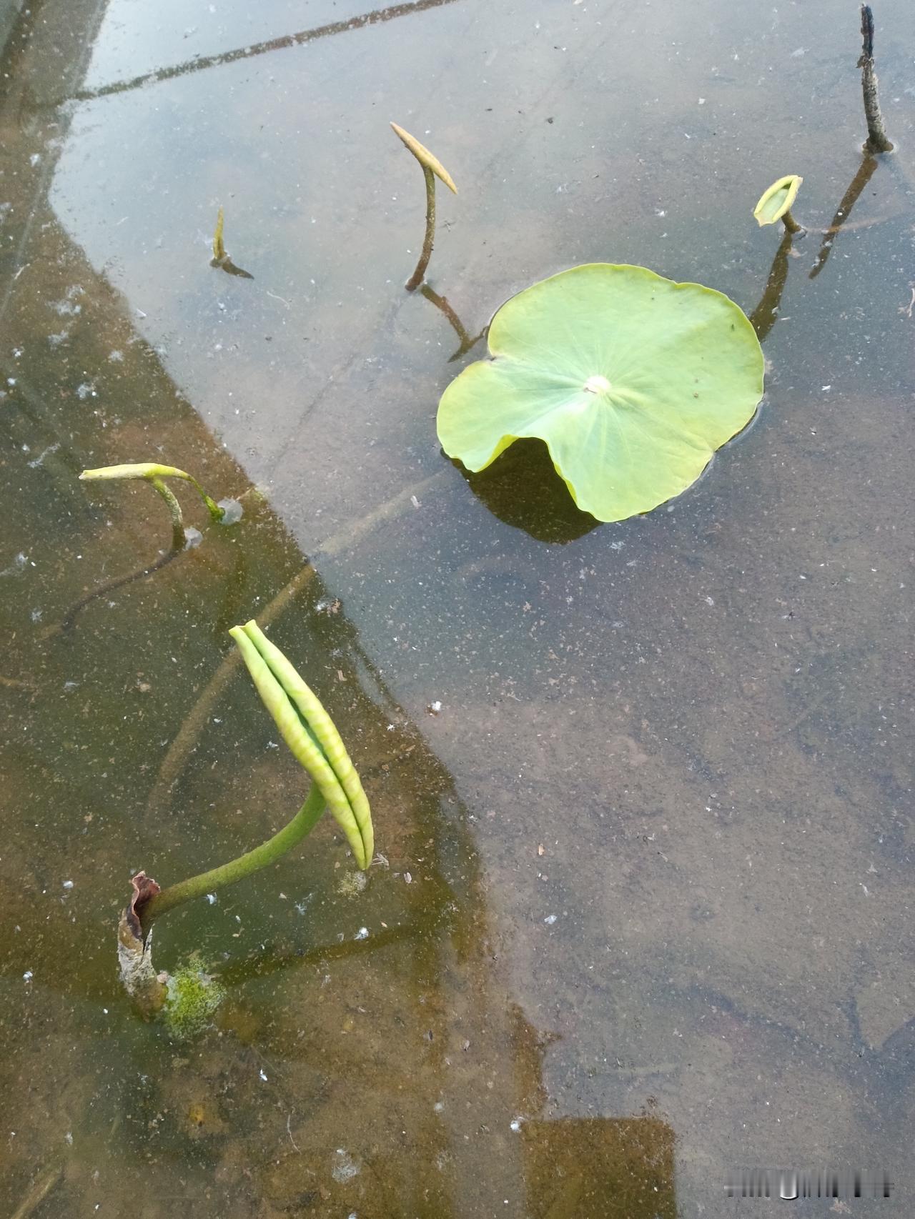 高纪明(山东)
自醒
落笔成拙白了头，吟风弄句未曾休。
一轮明月一杯酒，半是开心