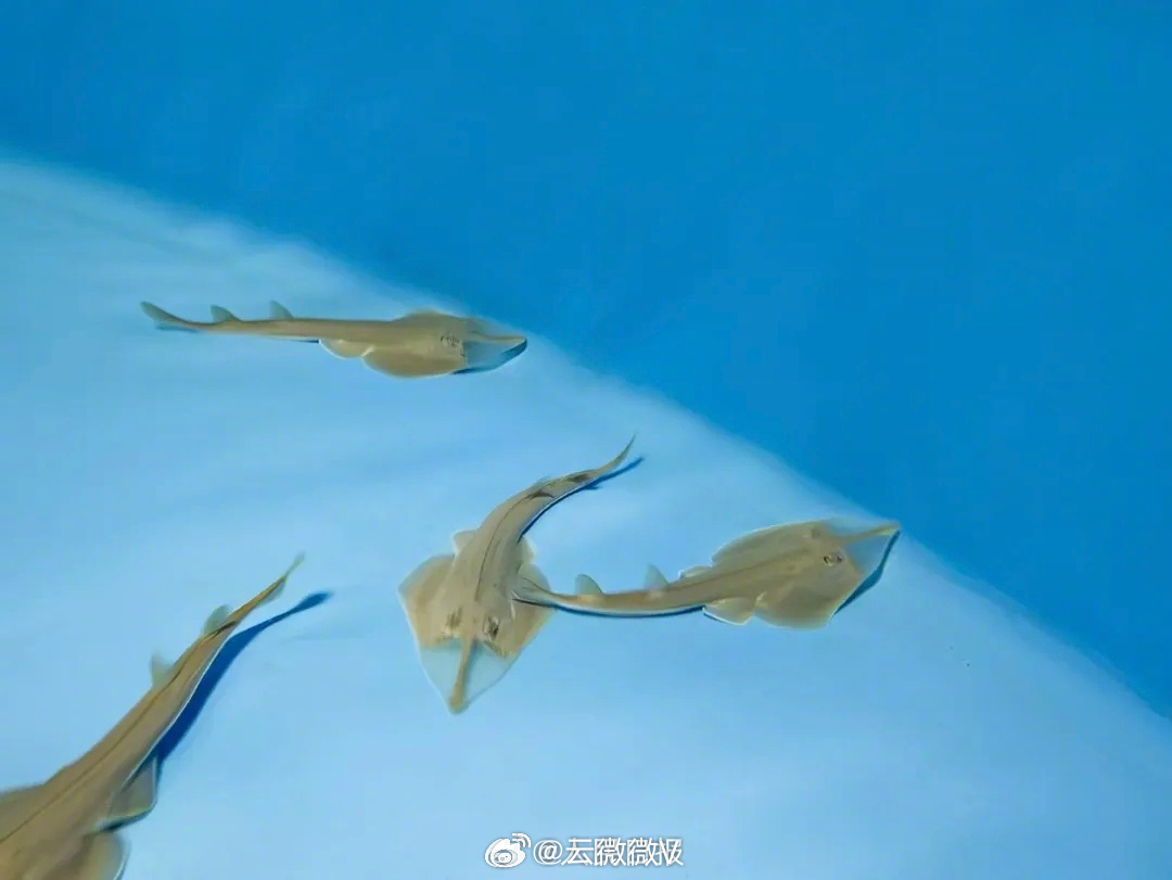 我国成功繁育极危物种蓝吻犁头鳐【国内首次！全球极危物种蓝吻犁头鳐在三亚成功繁育1