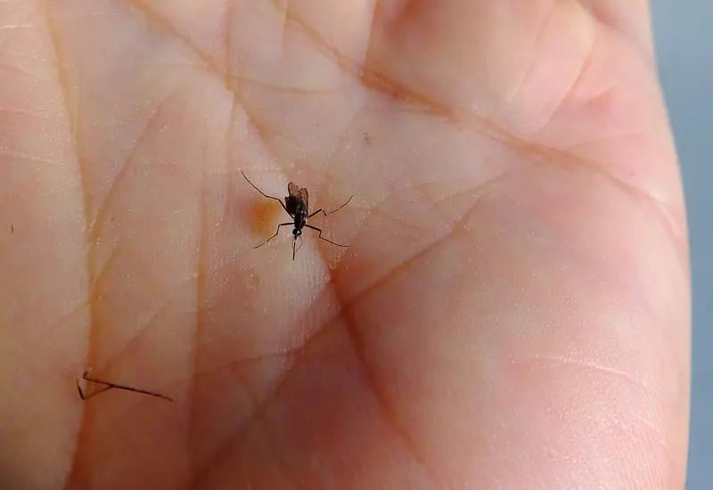 车内驱蚊生死战

我真是个斗智斗勇的孩子。我一开车门，它溜进来了——这位不买票的