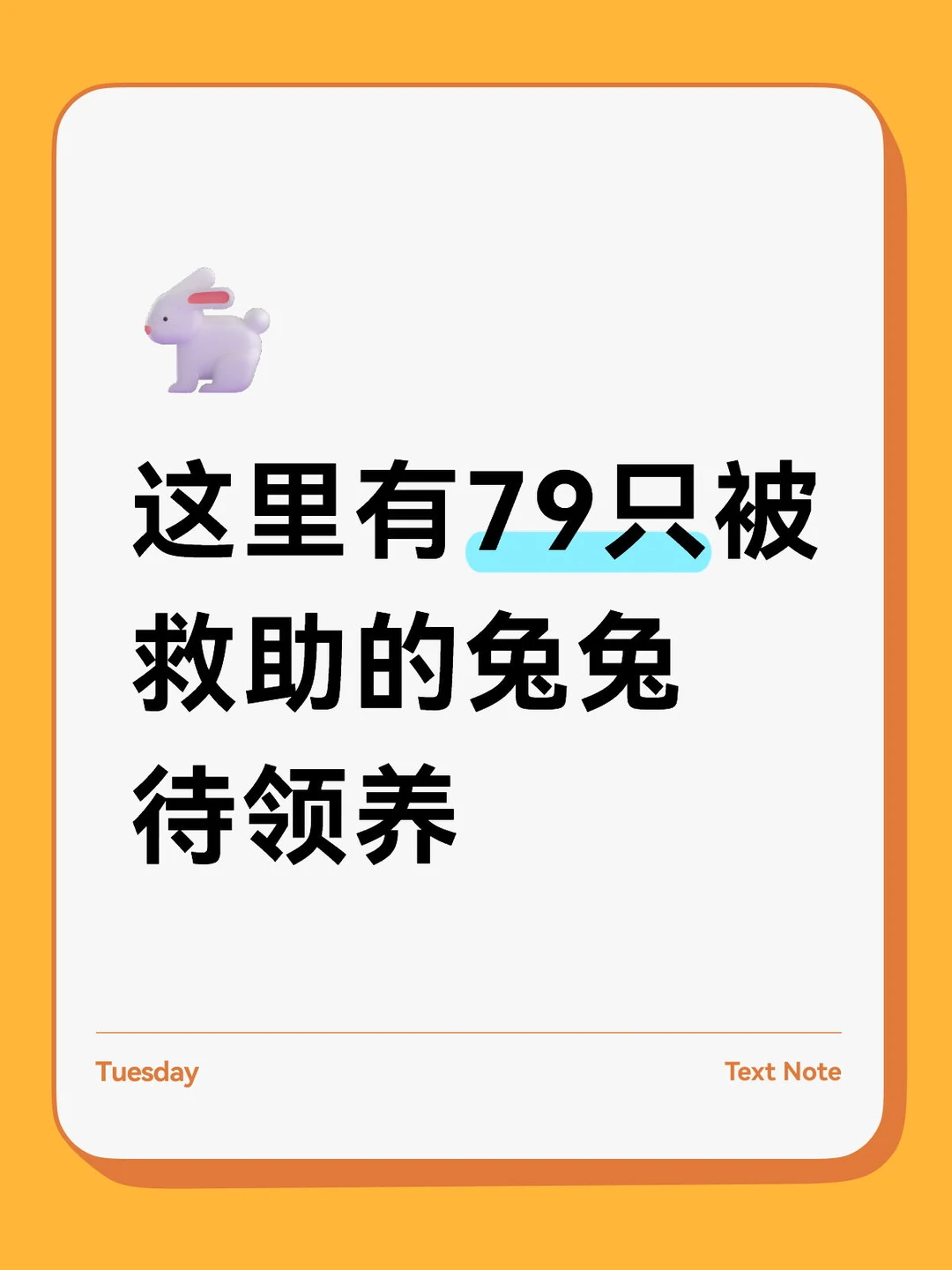 【兔兔领养】知兔有家🌍兔兔领养🐇