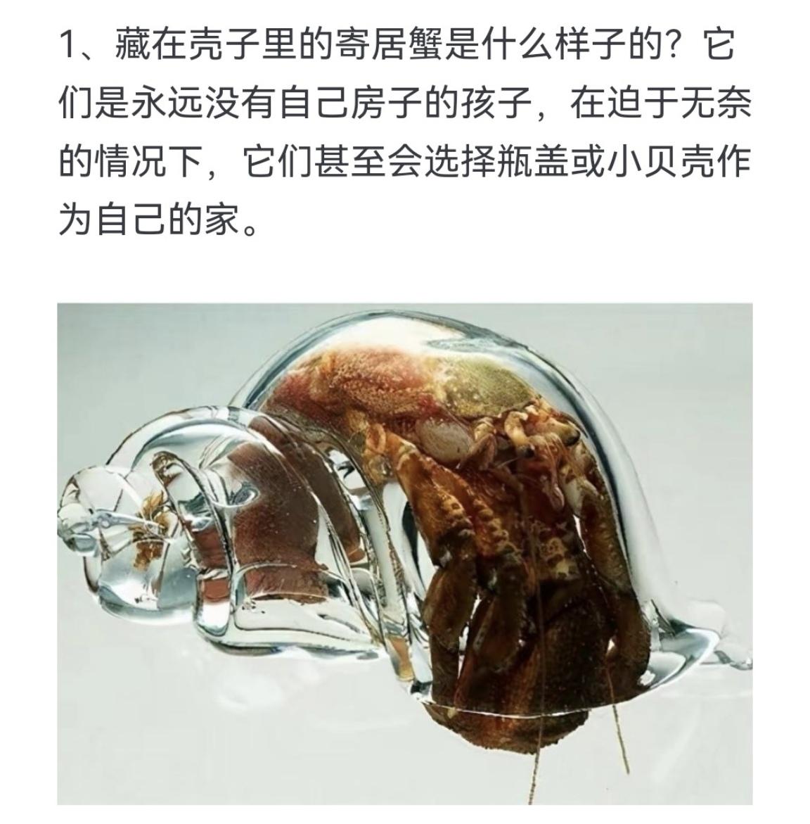 藏在壳子里的寄居蟹是什么样子的？