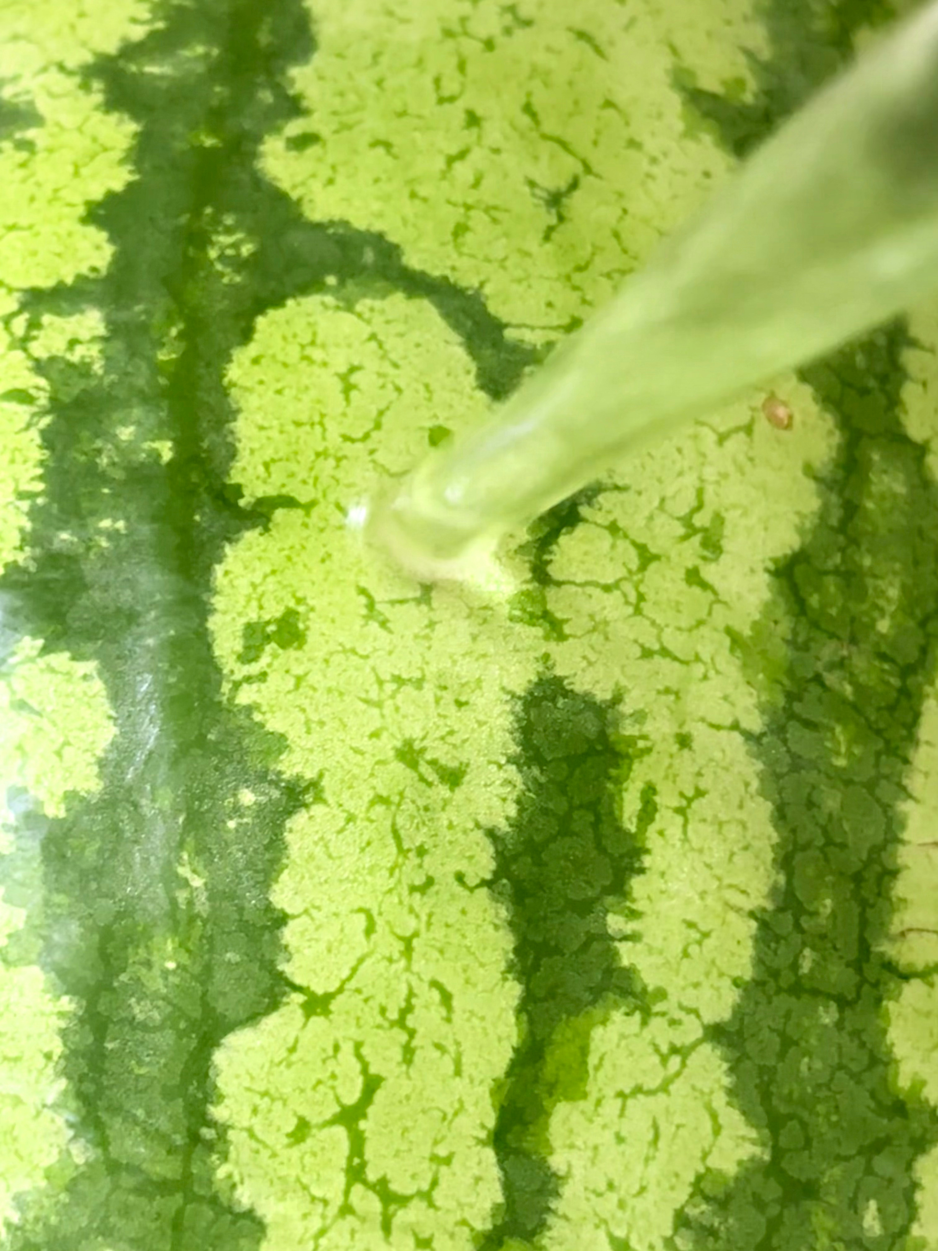 🍉夏日少不了西瓜。 