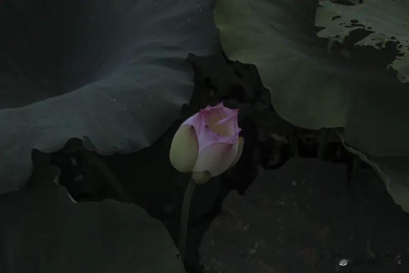 行香子·荷花
潘迅之（江苏）

一袭青衫，遗世超然。气韵非凡渡人间。
南风占断，