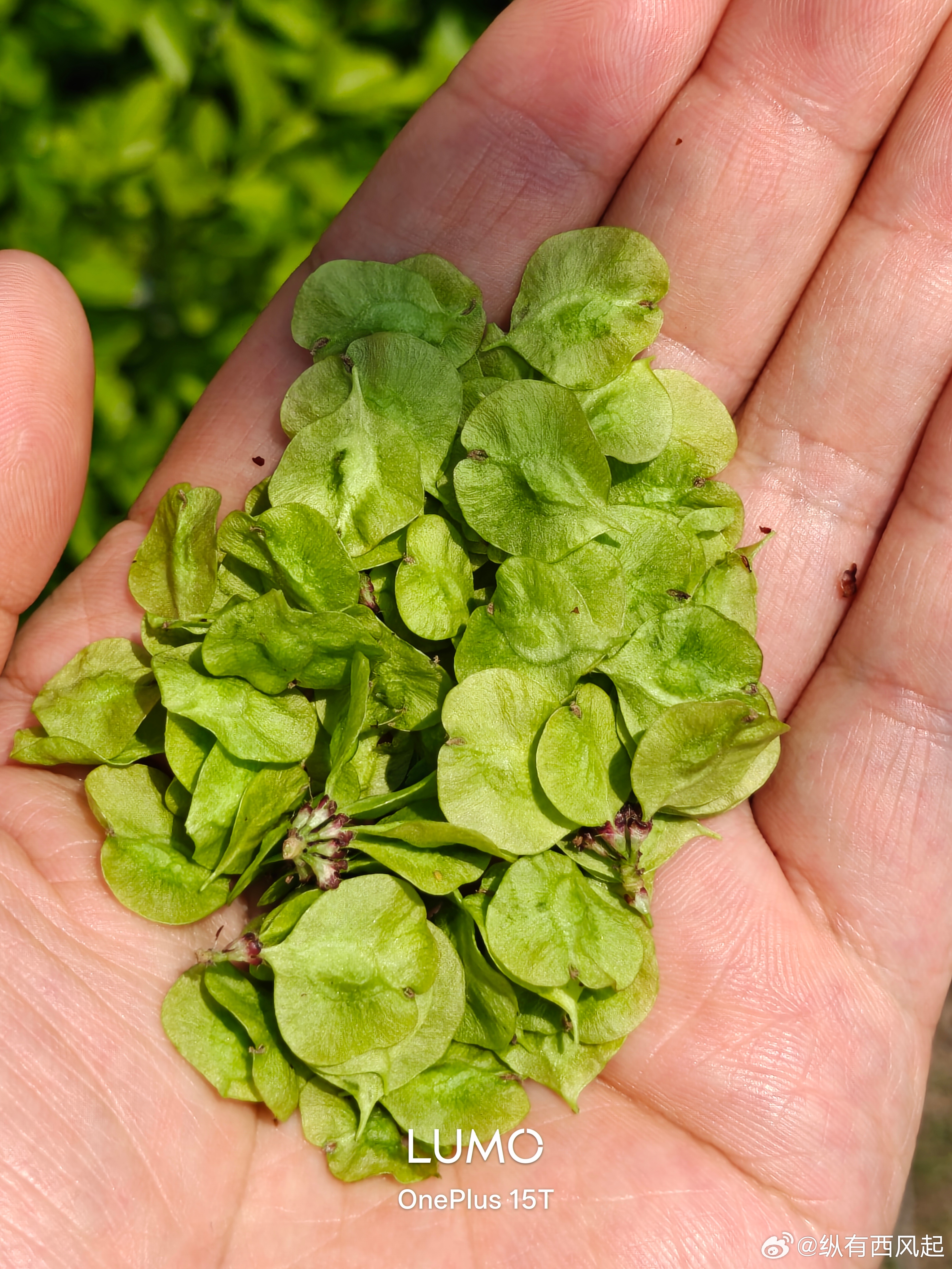 这个是可以生吃的，谁认识谁吃过