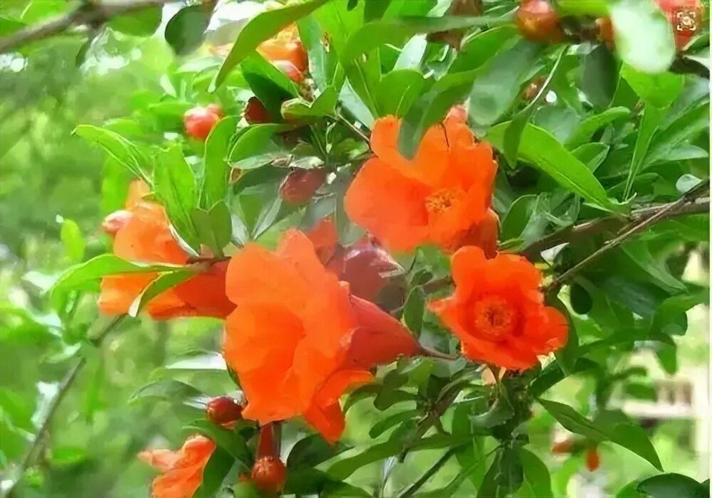 西江月 · 丙午芒种

一树榴花燦燦，满池荷叶田田。
新蝉蛙鼓噪声连，布谷催耕频