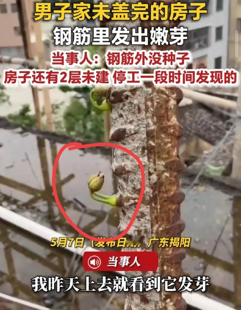 太神奇了！广东揭阳一男子自建6层房（两层未完工），上楼顶竟发现裸露钢筋莫名发芽，