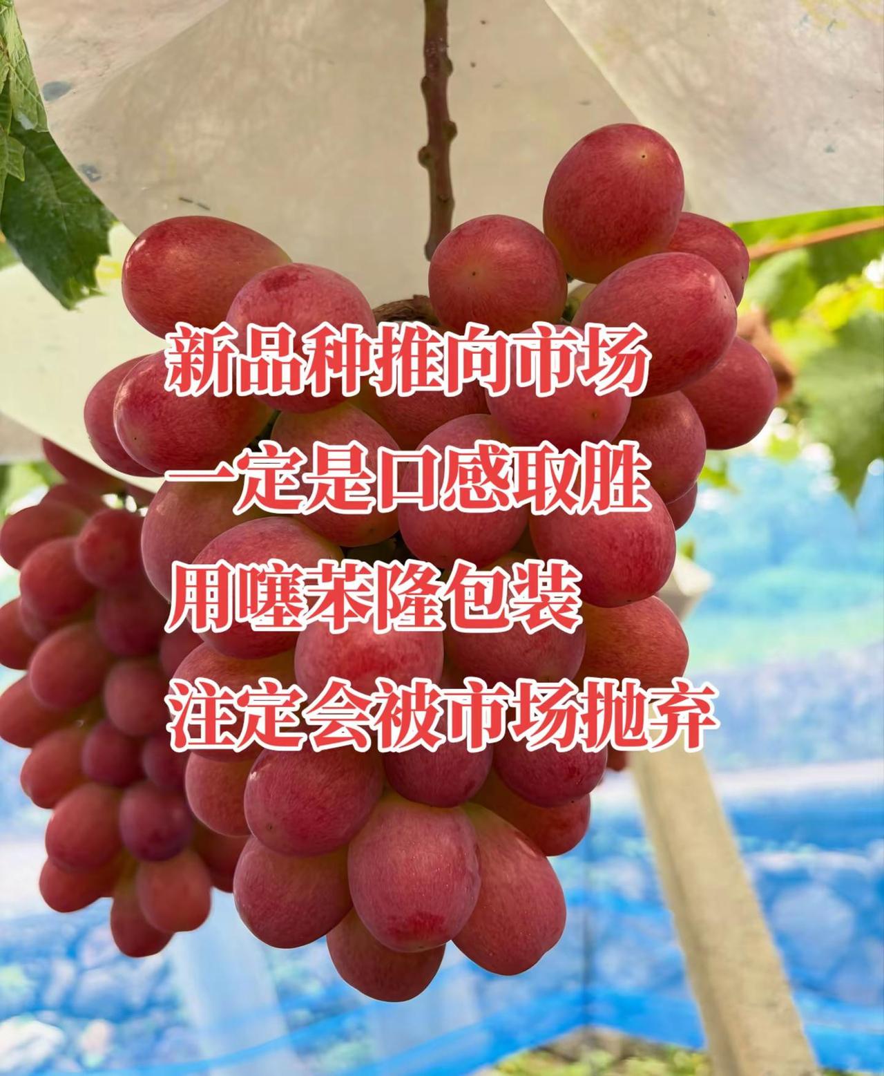 无论是阳光的火爆还是妮娜的出圈，都是以口感赢得消费者。如果用噻苯隆包装以光鲜外表