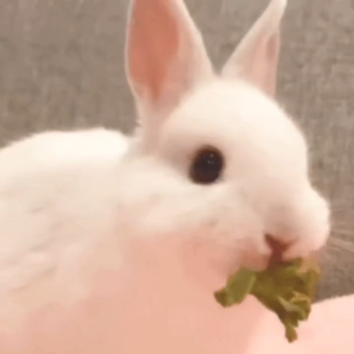 兔叽小兔叽左航的快乐充能站 ​​​