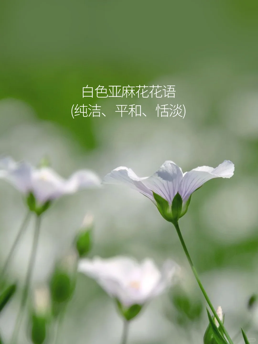 不同颜色的亚麻花，花语也不同