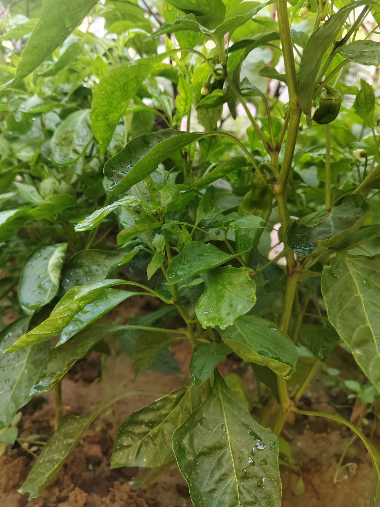 田园风光