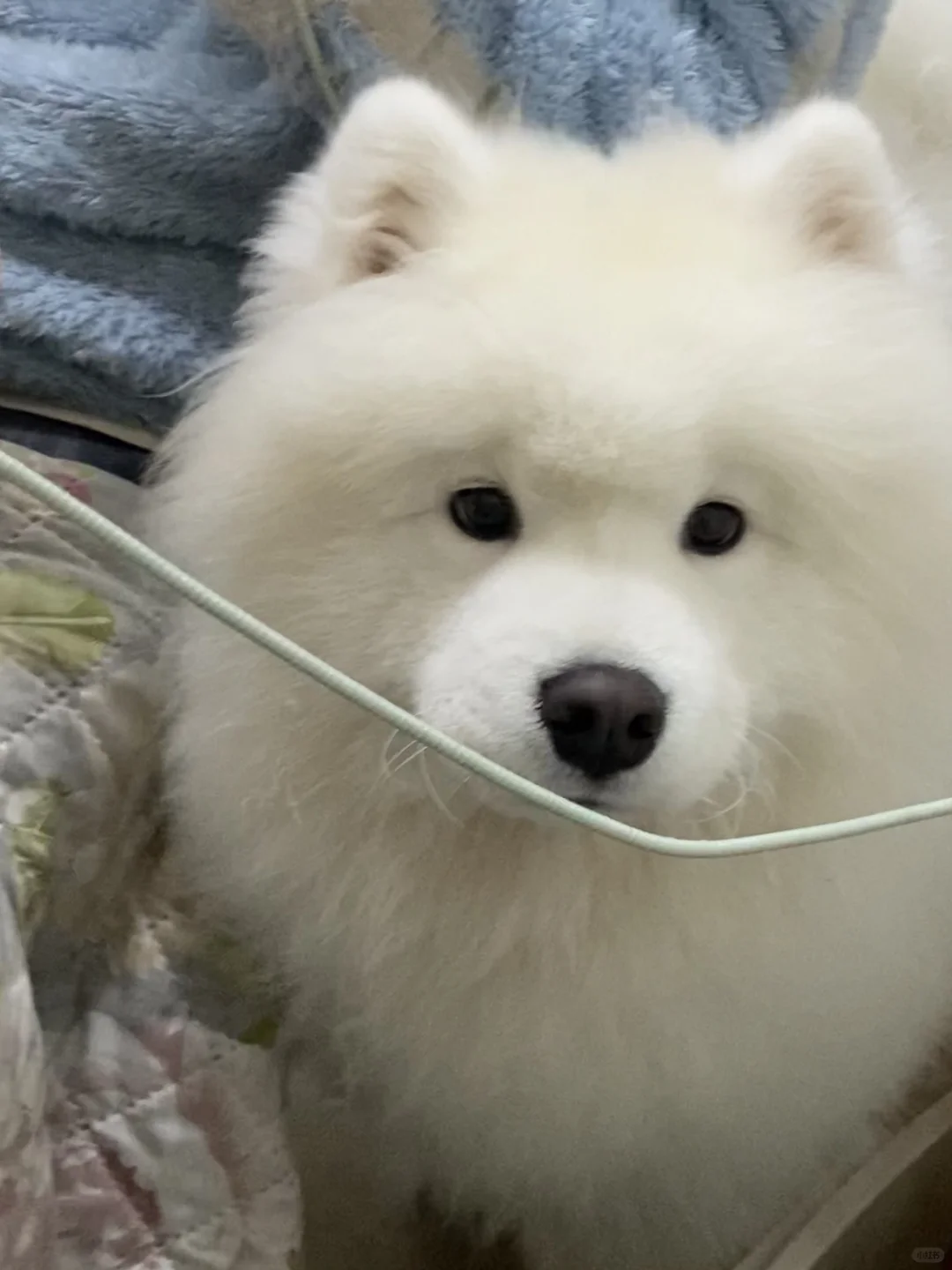 小狗其实都在慢慢变化
