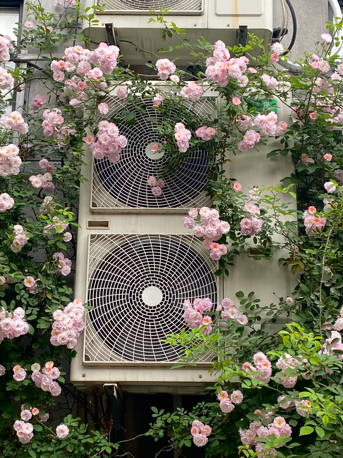 春有约，花不误 ​​​