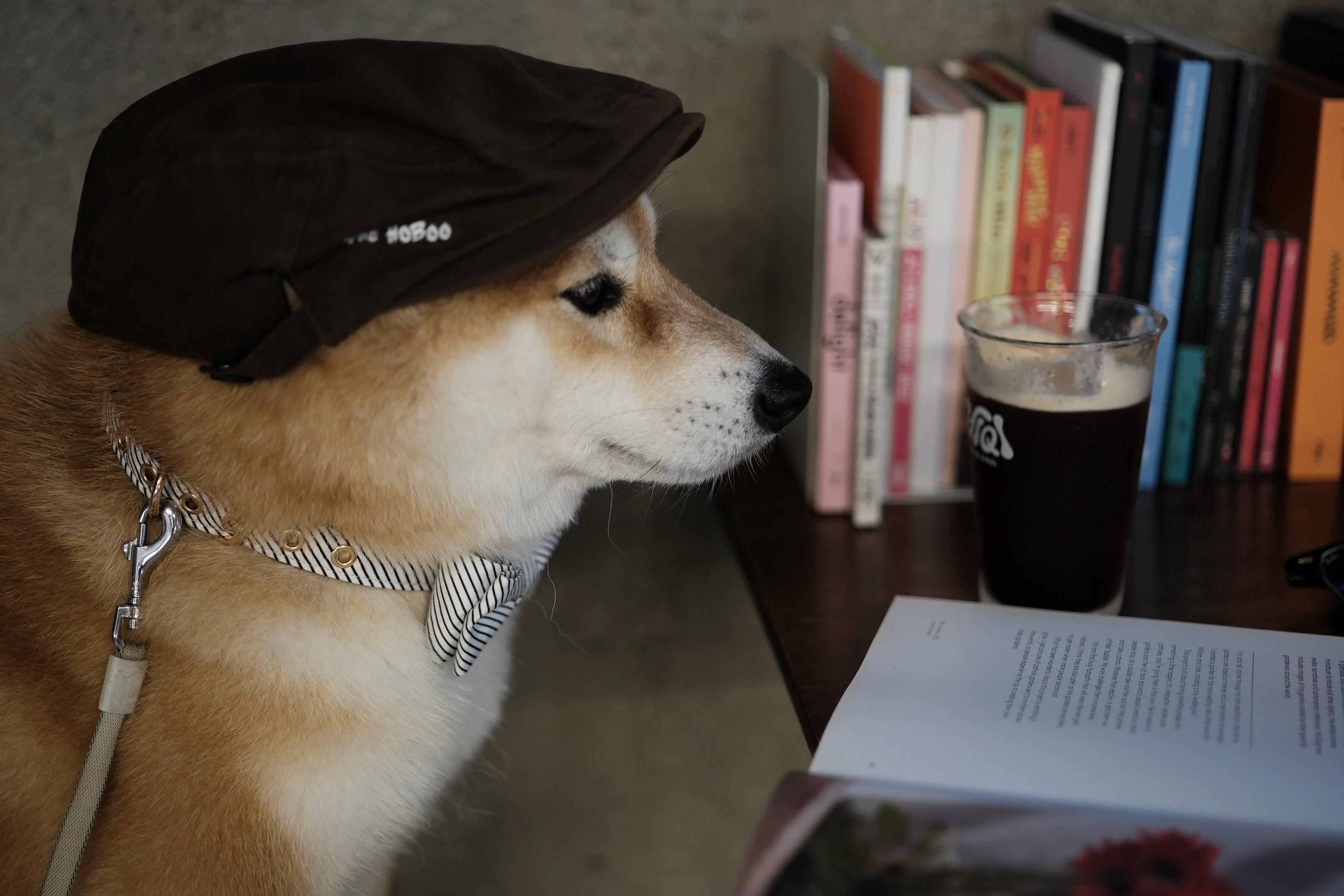 “永远太远了，不如明天陪我吃饭吧”萌宠