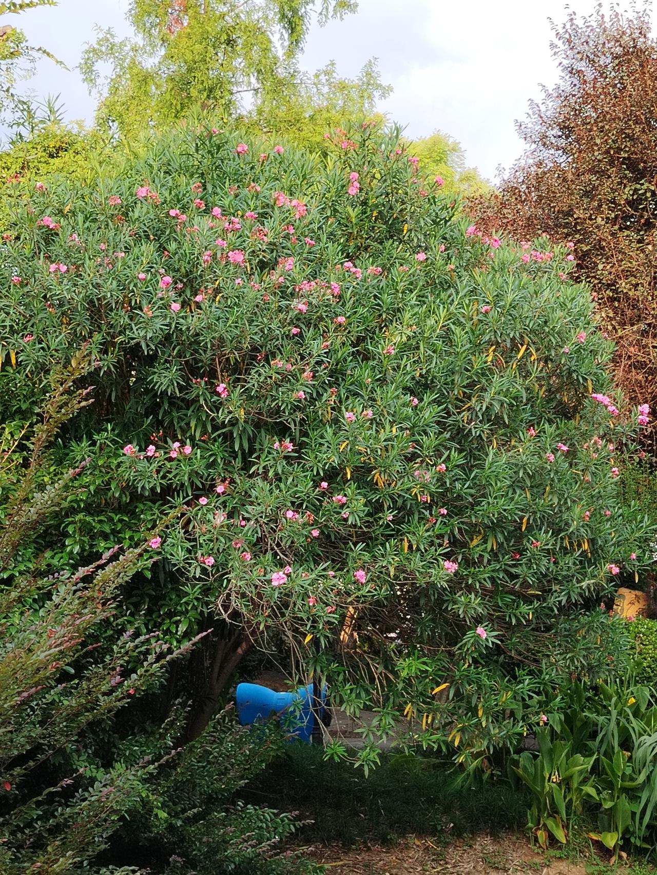 夏日的花草