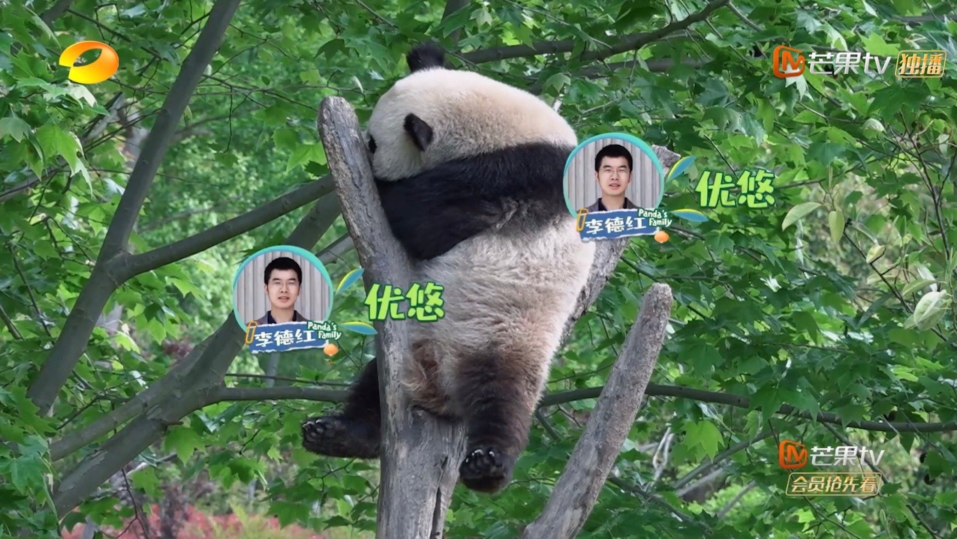 #奶爸喊优悠吃饭喊到破音#哈哈哈，看到这一幕，我真的笑发财了，原来小熊熊也有叛逆