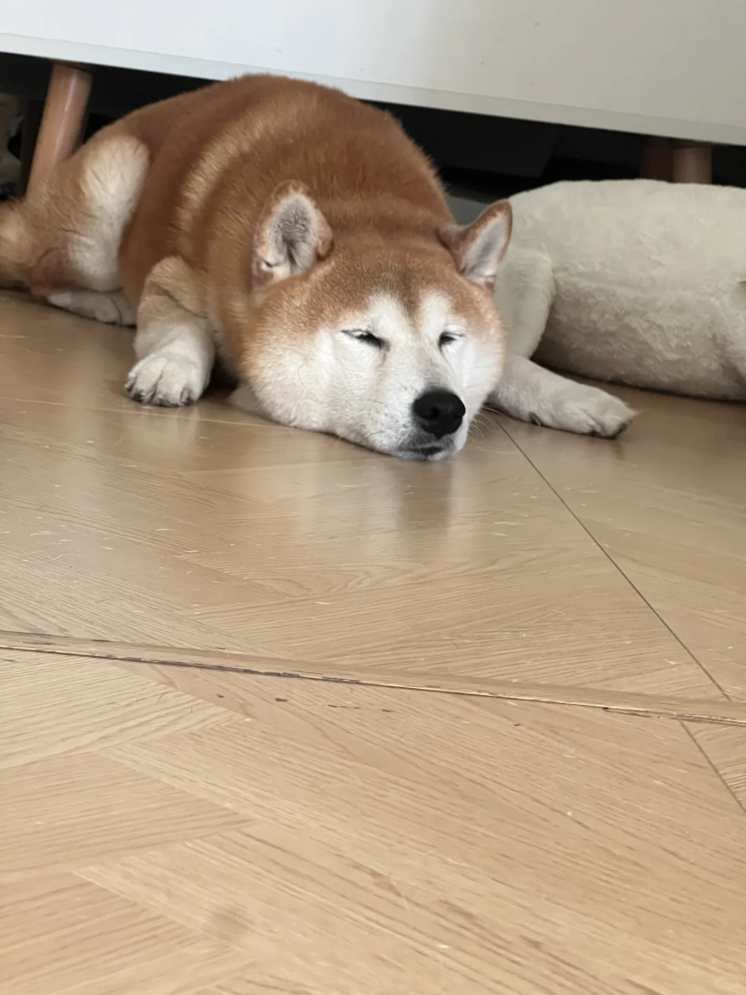 早上在门口乖乖等我～