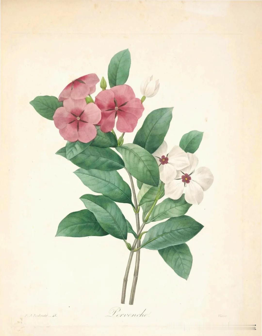 《植物图谱》拾页03