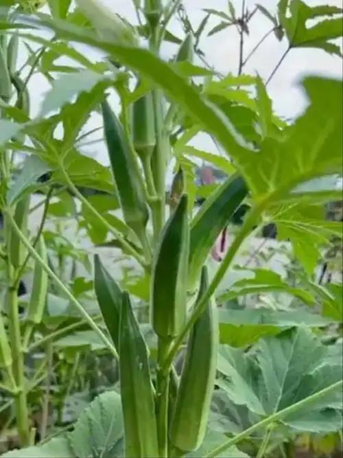 秋日生活打卡季 秋天到了，秋葵成了餐桌上的宝藏蔬菜。它可是秋天的“追高菜”，特别