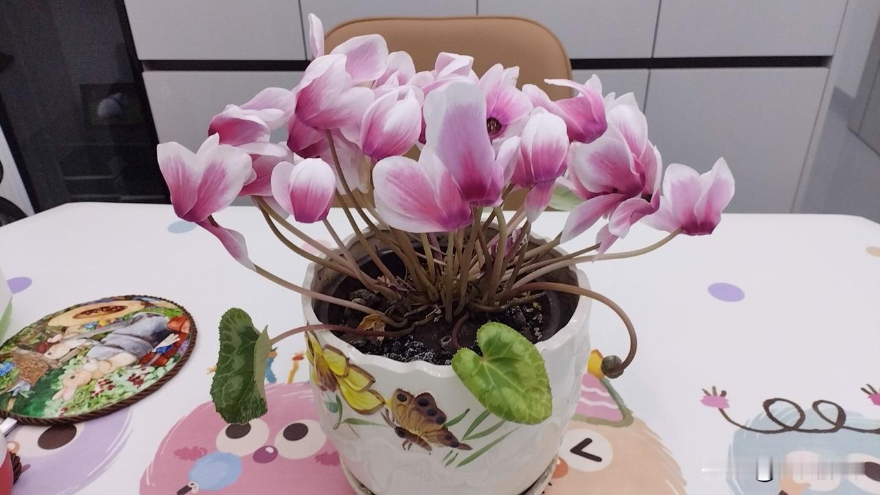 孤艳
 
春雪落满窗沿，凉意钻过瓷盆的缝
你没了绿叶的掩护
把一身的骨血都揉进粉