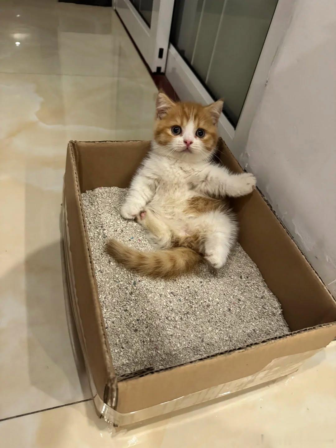 猫宁 