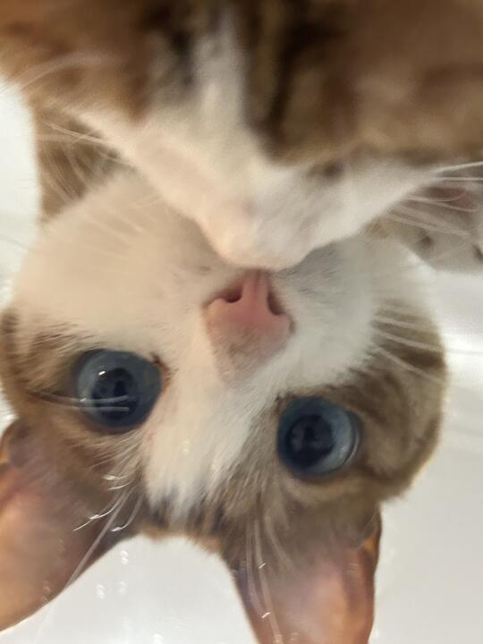猫知道镜子里的是自己吗？