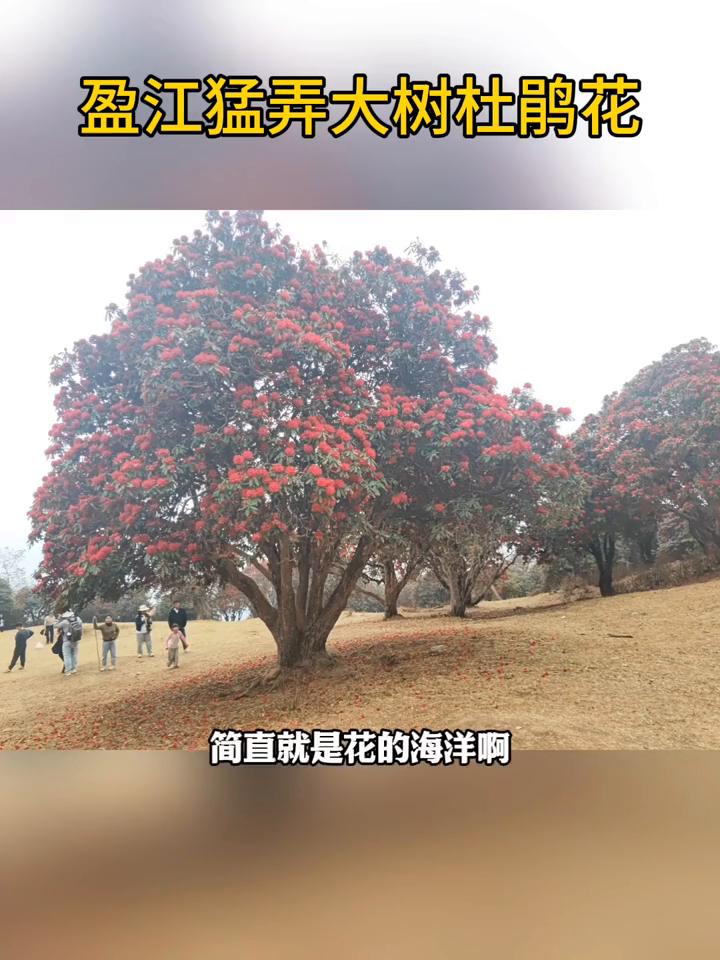 盈江猛弄大树杜鹃花。
快看，漫山遍野的杜鹃花也太美了，简直就是花的海洋。颜色也太