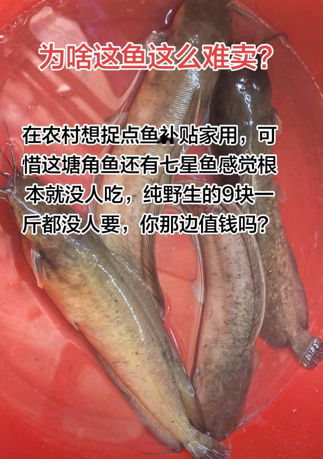 真的不能再搞了，太累了，9块一斤的纯野生鱼都没人要，卖了一个月了也没卖出去，今天