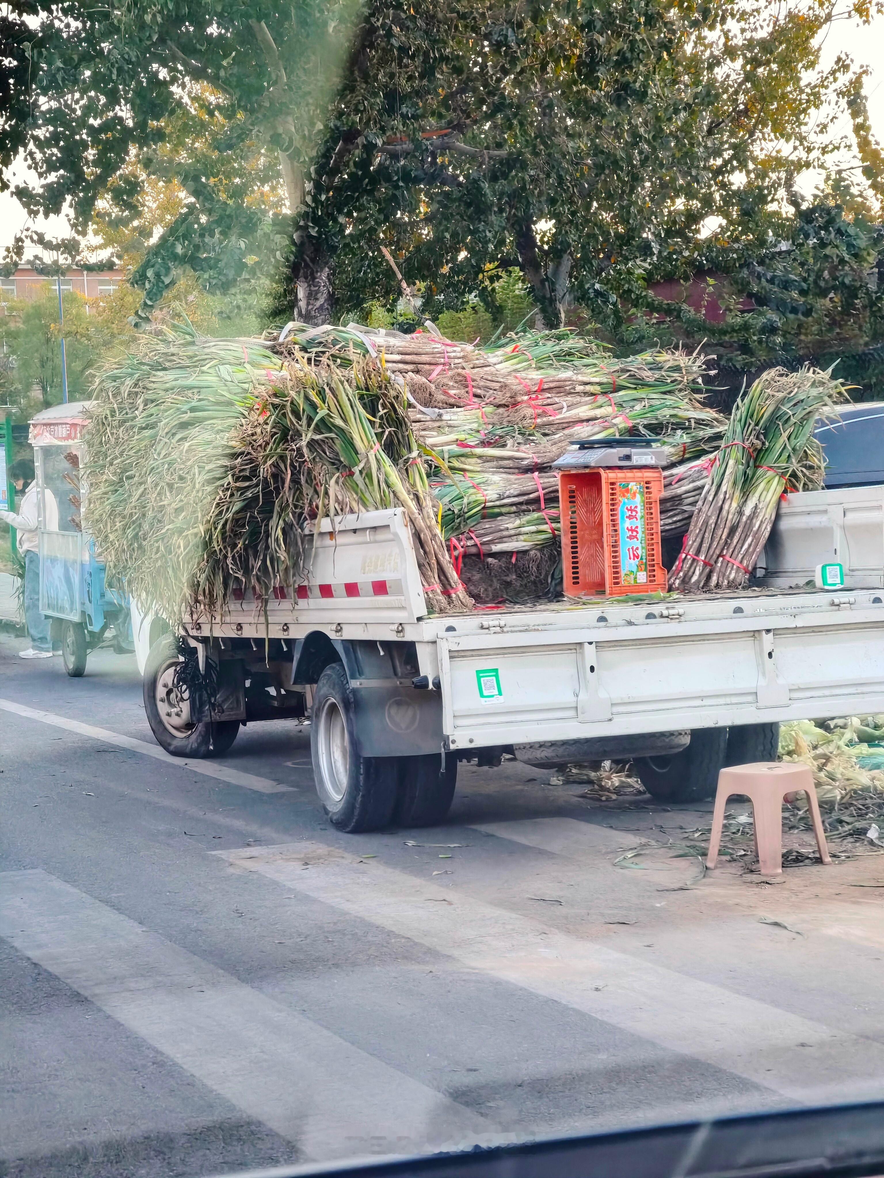 又到了屯大葱、屯大白菜、屯红薯、屯一切的冬天啦虽然我没这个习惯，但是喜欢看别人哐