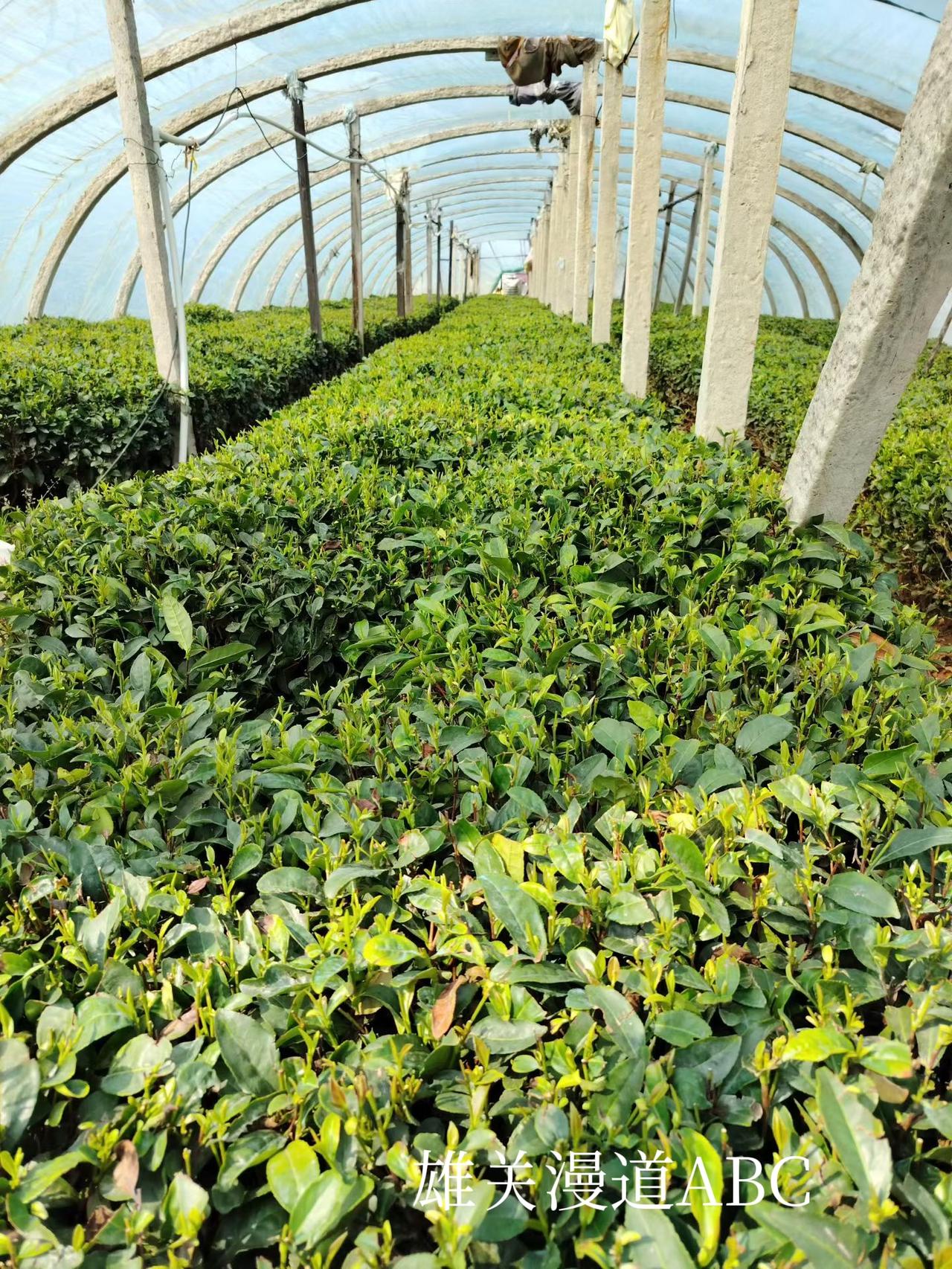 小桥流水烟火气，
大路行驶顺风车。
下面的图片为泰山女儿茶产地