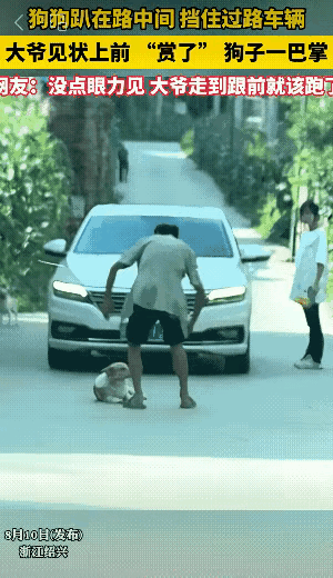 俗话说:好狗不挡路，这条狗他怎么就挡路了呢？

这条狗睡在马路中间，有车来也不走