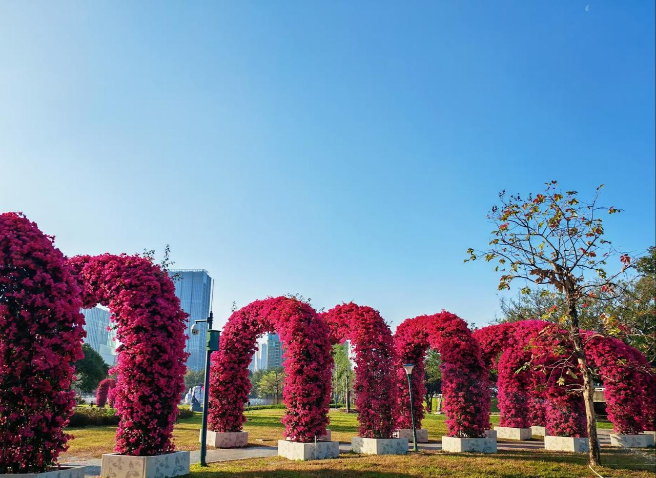 春天就该钻进花海里
📍广州 宏城公园
这条被三角梅淹没的花拱门隧道，简直是把春