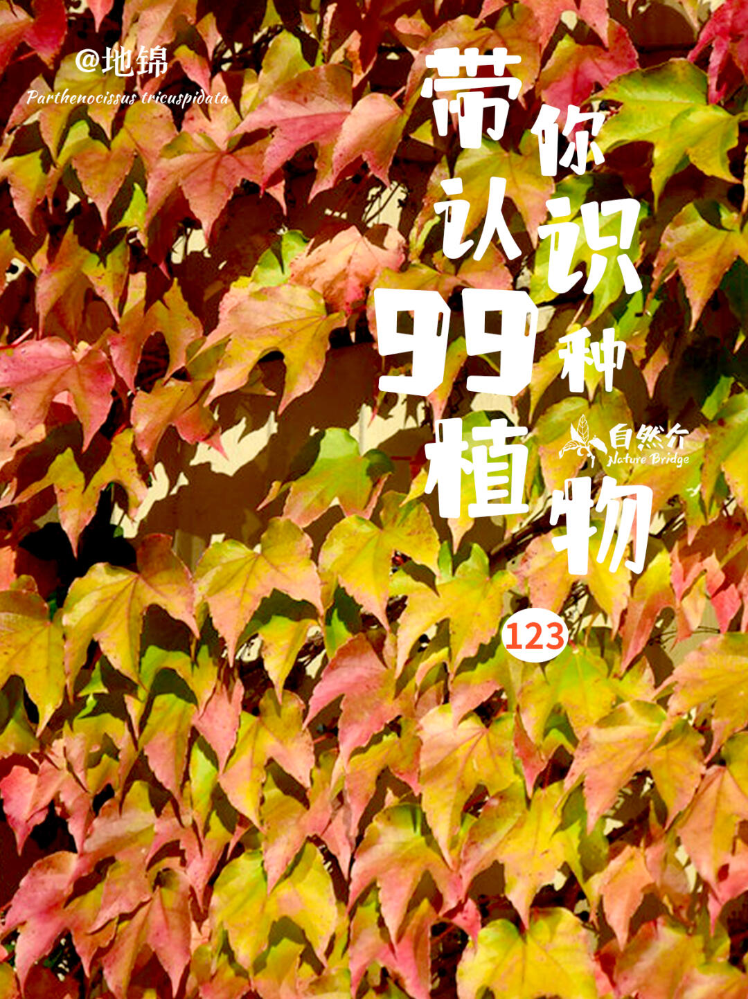 带你认识99种植物