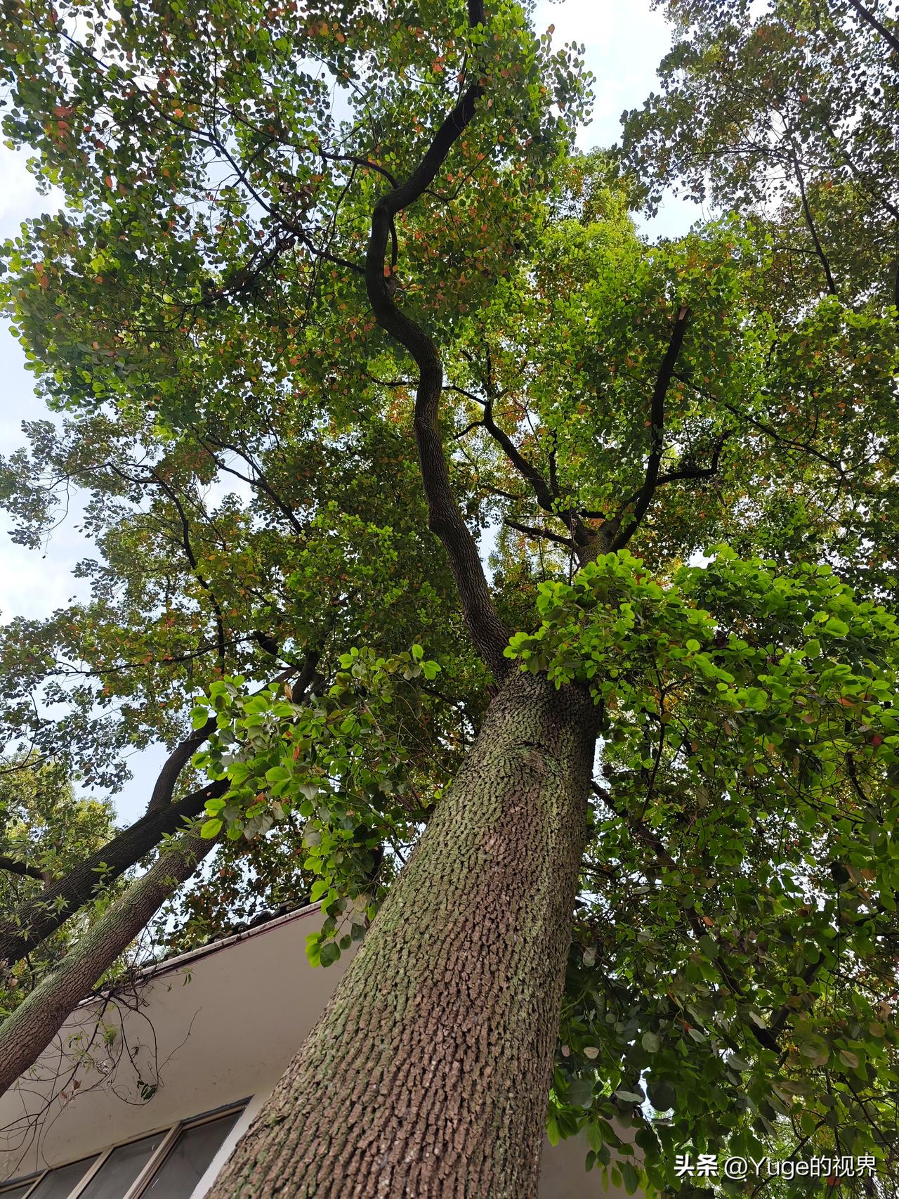 手机和微单，来一场贴身肉搏（一）
「小米14Ultra主摄」23mm一英寸广角 