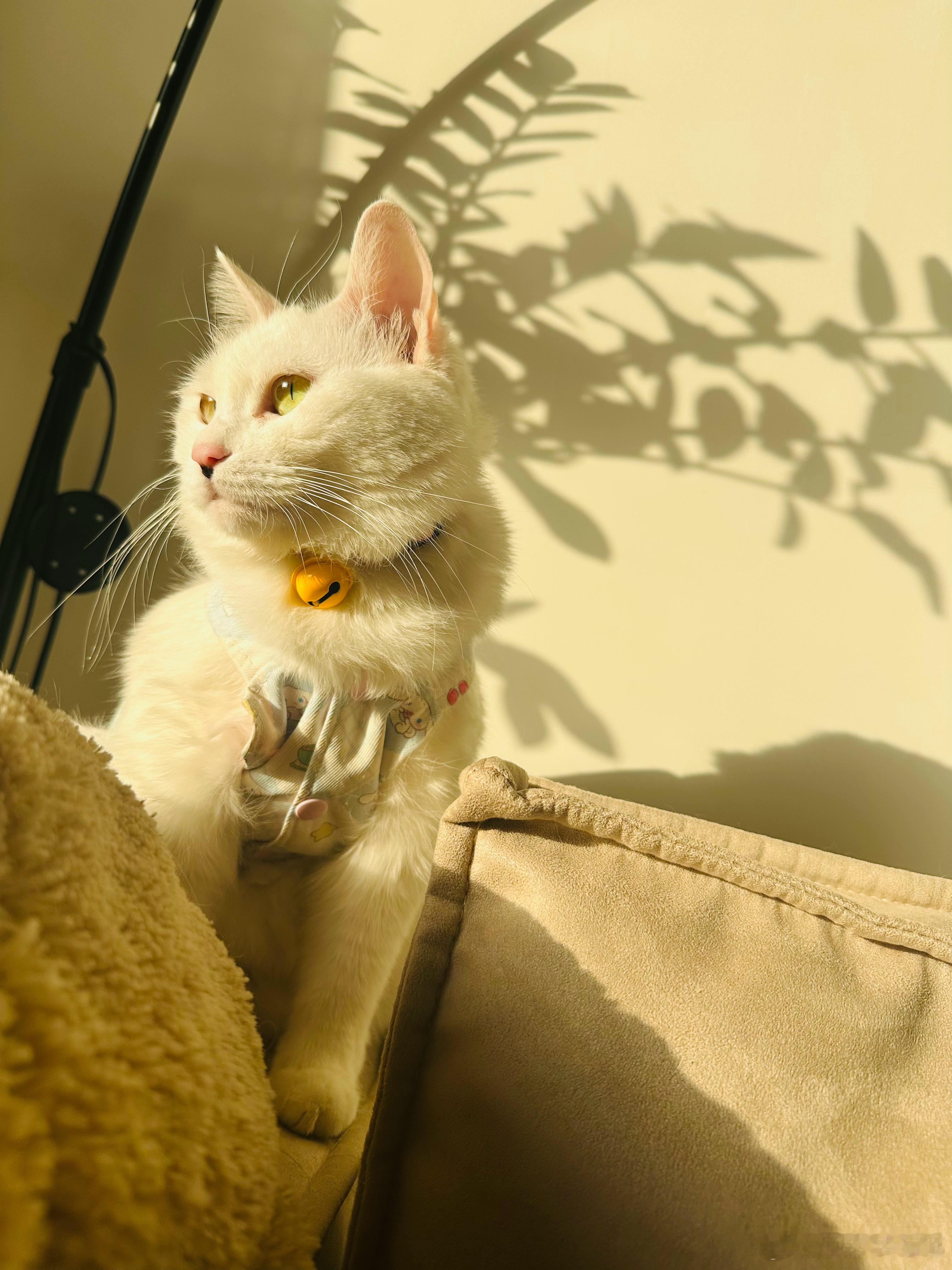 如果你问我什么是命，握这样解释——未经我们主动理解并宽恕的事情，就会成为我们的命